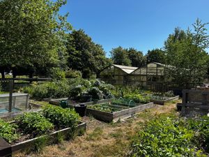 Veg plot- click for photo gallery